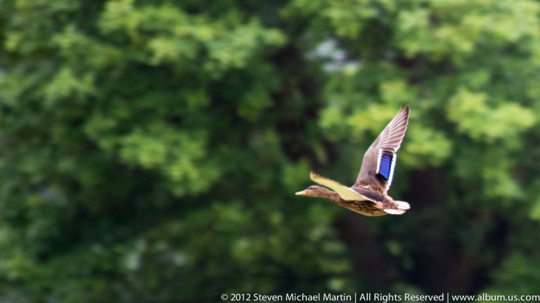 A gull banks in flight with one wing raised against a dark green blurred background.