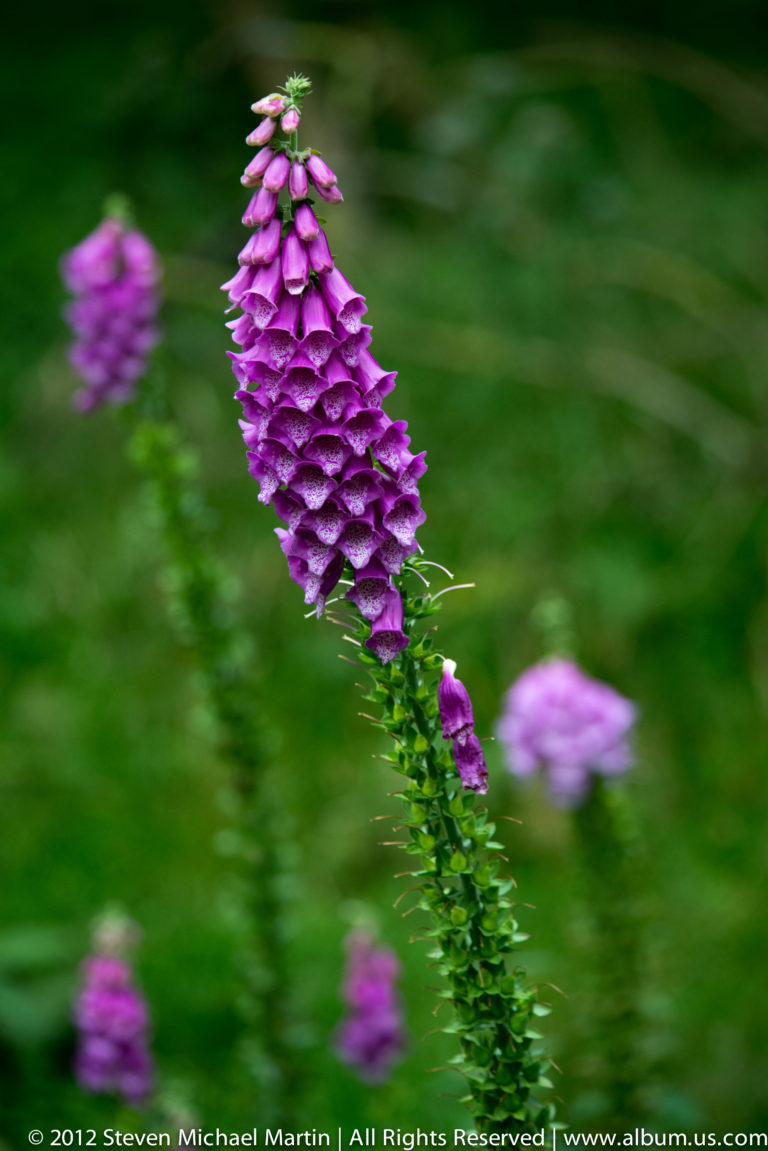 Purple bell-shaped foxglove flowers and buds rise against a softly blurred dark green background.