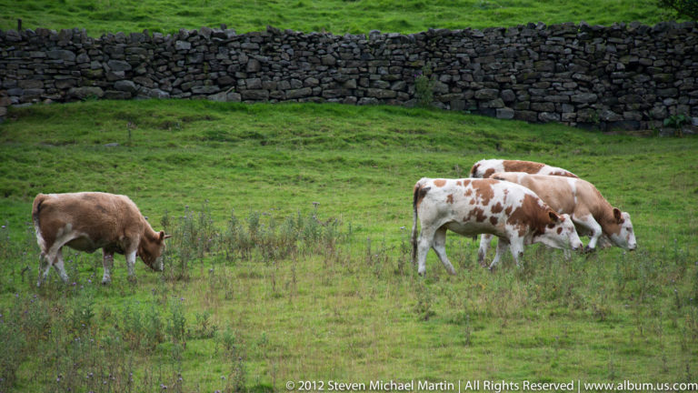 Brown-and-white cattle graze in a green field below a dry-stone wall and wire fence.