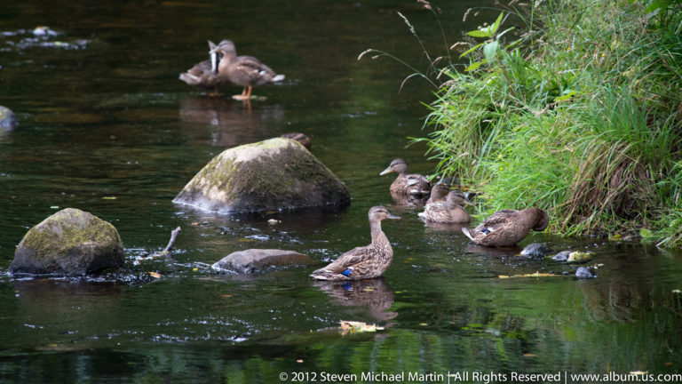 Brown ducks paddle among rounded stones in a shallow stream beside tall green grasses.