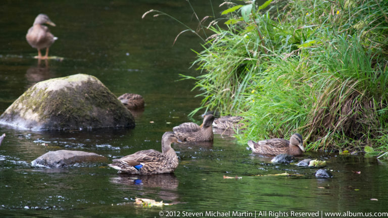 Several ducks cluster beside reeds and stones in a shaded stream, with one bird prominent in the foreground.