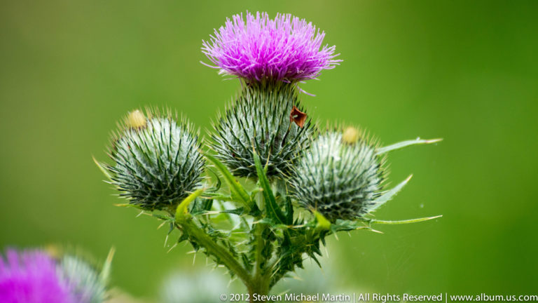 A magenta thistle bloom rises between two pale buds against a smooth green background.