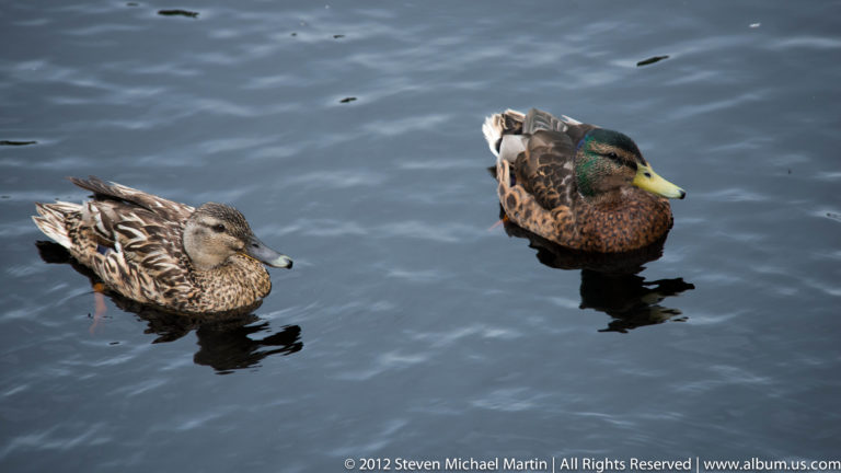 A green-headed drake and mottled brown female mallard swim across calm water.