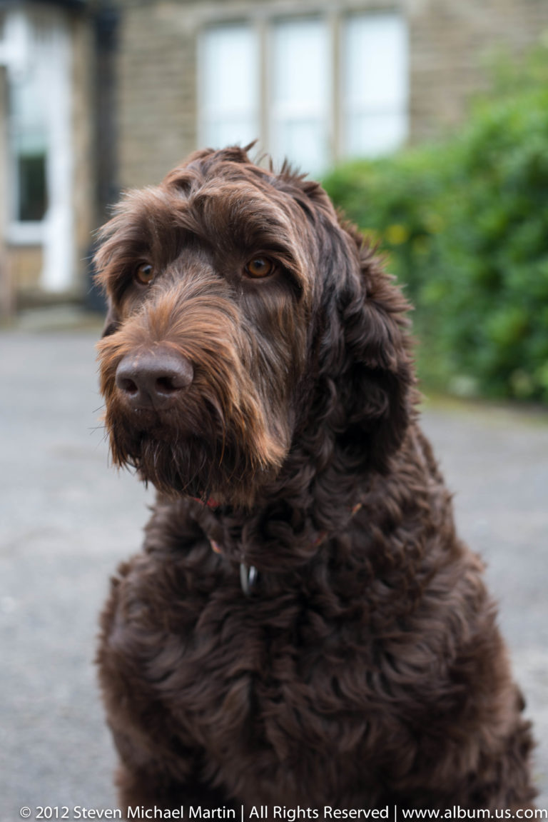A brown curly-coated dog sits facing the camera, with its face in sharp focus against a blurred background.