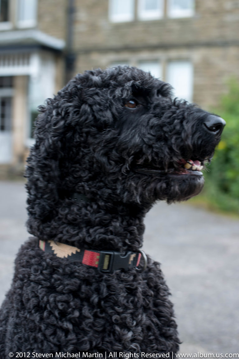 A black shaggy dog looks right in close profile, with its muzzle and collar tag visible.