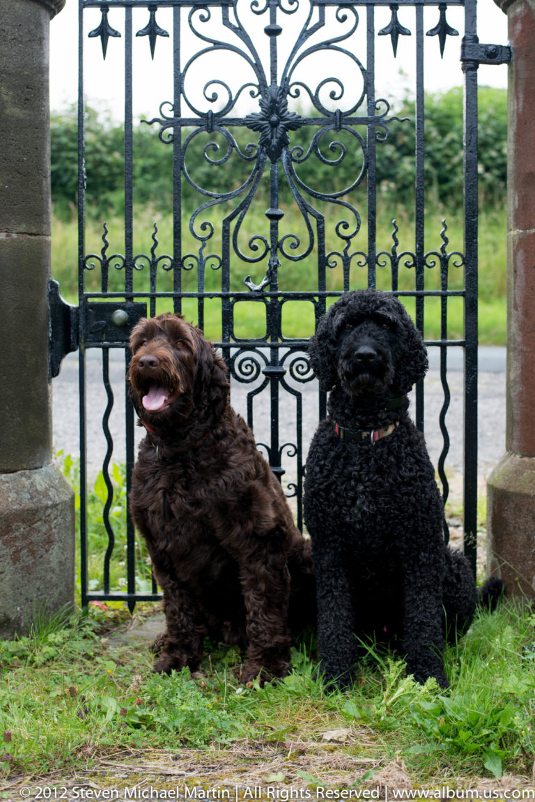 A brown dog and a black dog sit behind an ornate black iron gate with curled metalwork.