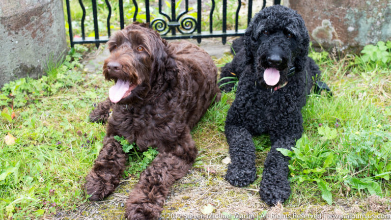 A brown wavy-coated dog and a black curly-coated dog stand together on a garden path.