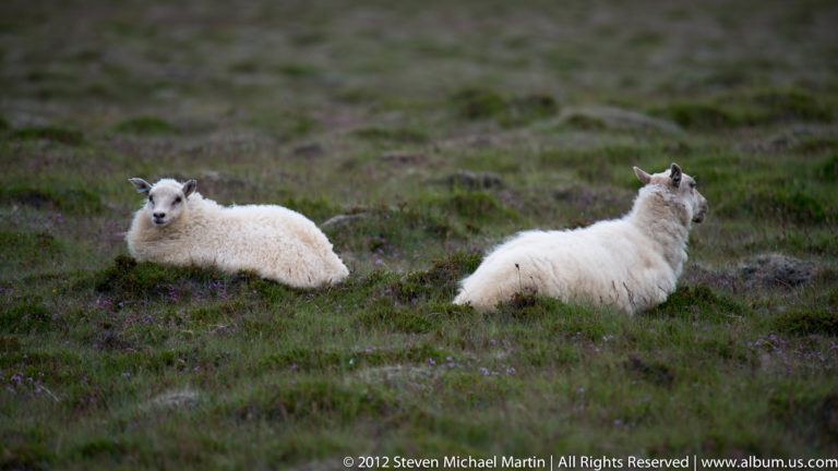 Two white sheep lie in a green meadow, one facing forward and the other turned away.