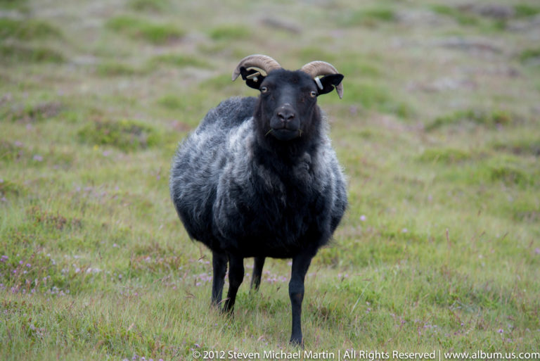 A black-faced sheep with curled horns stands facing the camera in a grassy meadow.