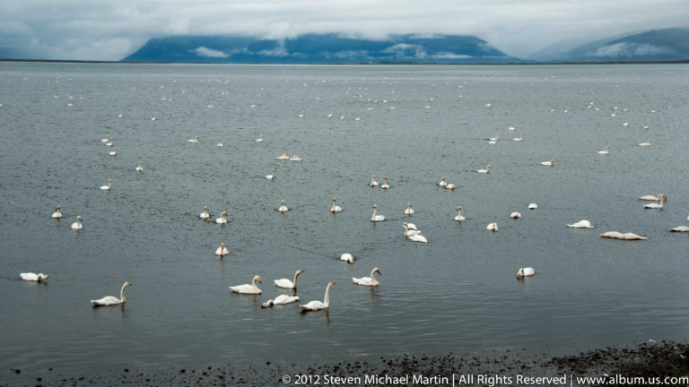 Many white swans float across a dark lake beneath a distant blue mountain ridge.