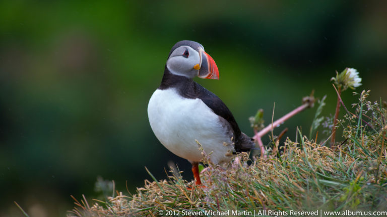 An Atlantic puffin stands among grasses and a small white flower on a dark coastal slope.