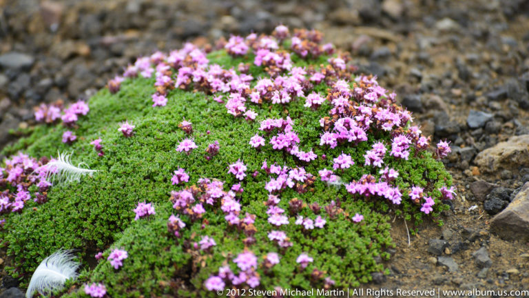 Dense pink flowers bloom in a green cushion between dark rocks.