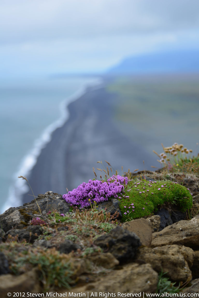 Pink flowers grow on a rocky ledge above blue-gray water.