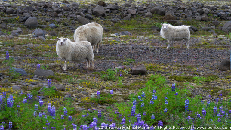Three white sheep stand among stones and violet flowers in a grassy field.