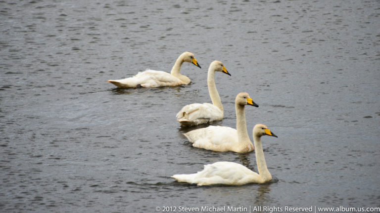 Four white swans float on gray water, with two raising their necks and two bending toward the surface.