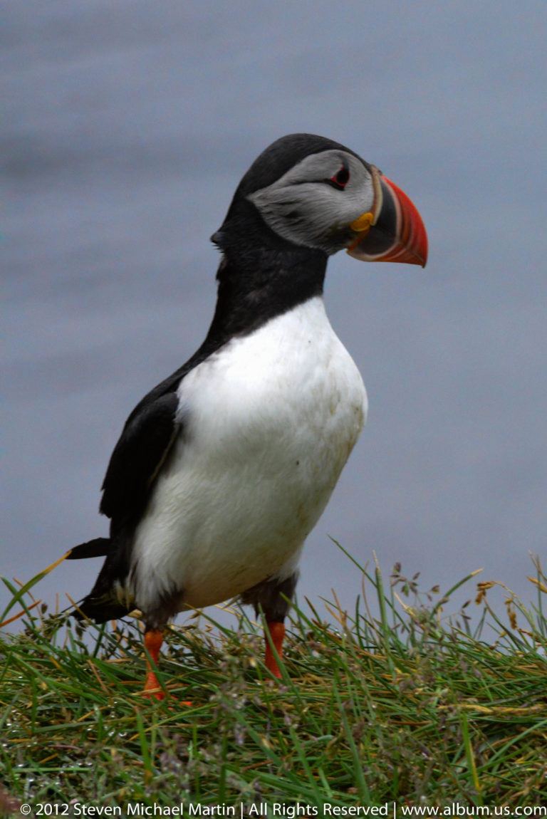 An Atlantic puffin stands in profile among short grass against a soft blue-gray background.