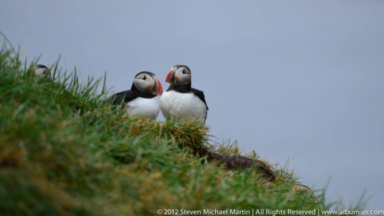 Two puffins stand close together in a grassy hollow, one facing forward and one turned away.
