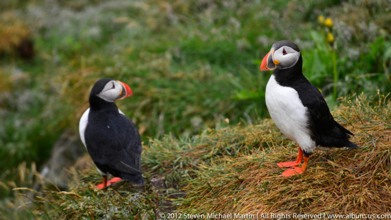 Two puffins stand in coastal grass, one upright at right and the other turned toward it.