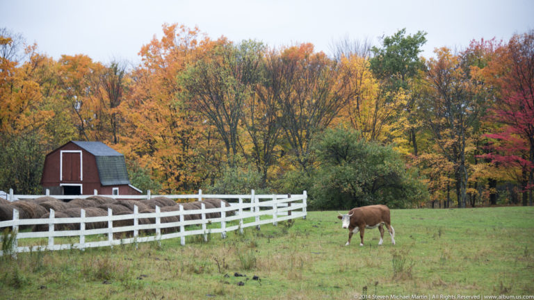 Ontario Foliage