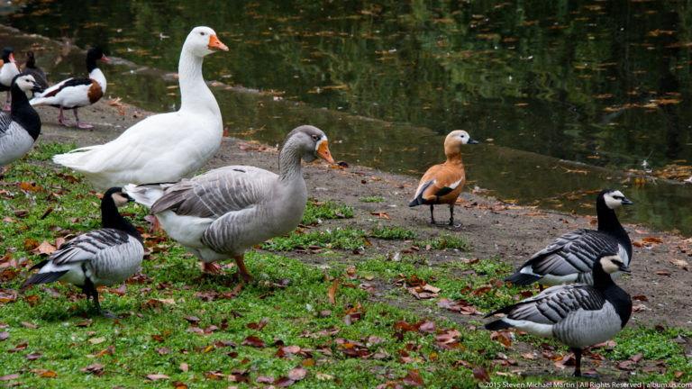 Mixed geese and shelducks stand on grass beside a pond, including white, gray, orange-brown, and black-and-white birds.