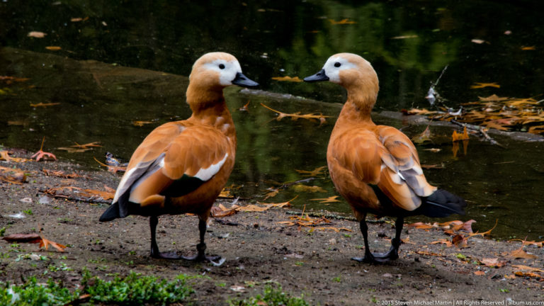 Two orange-brown ruddy shelducks with pale heads stand facing one another beside a pond.