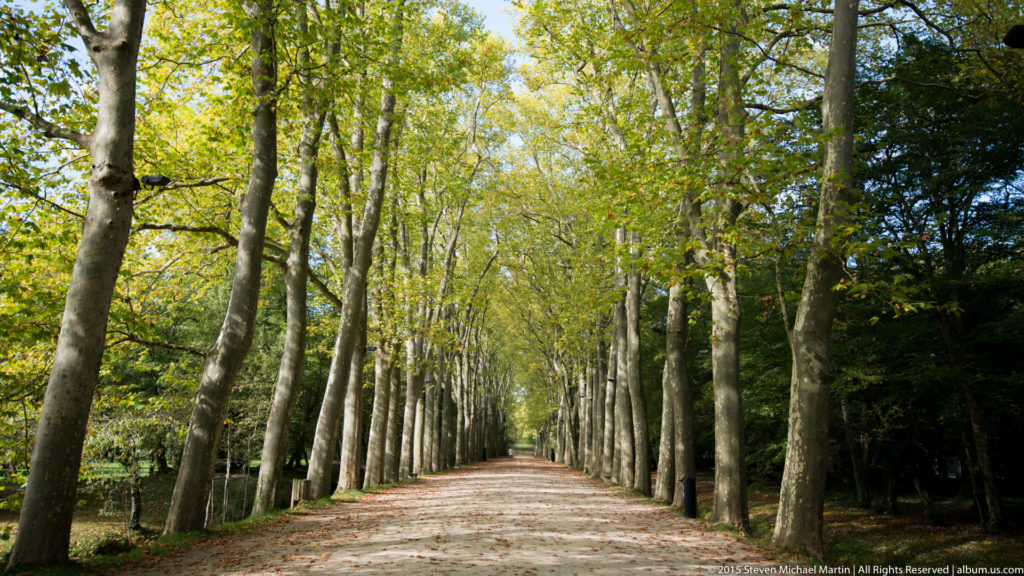 Long straight tree-lined avenue through woodland on the Château de Chenonceau estate, receding to a distant vanishing point.