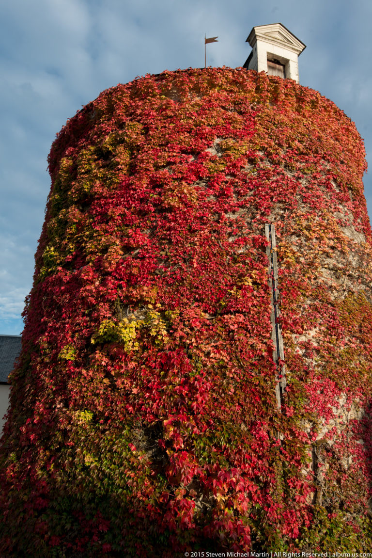 Tall wall almost completely covered in red, orange, and green autumn ivy, with a small pale structure visible above it.