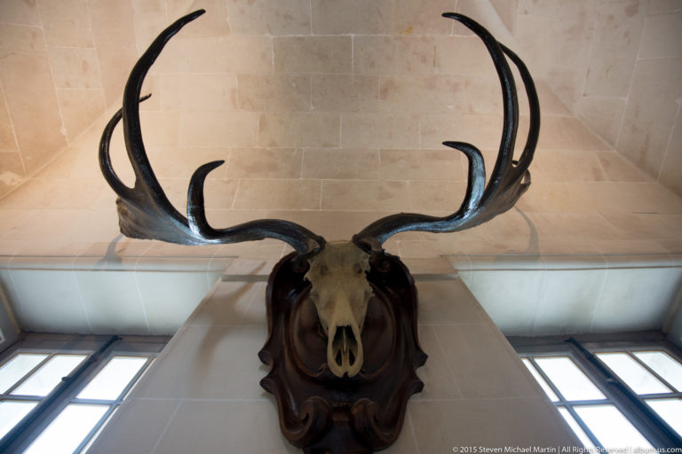 Mounted deer skull with large branching antlers on a dark wooden plaque against a pale stone wall.