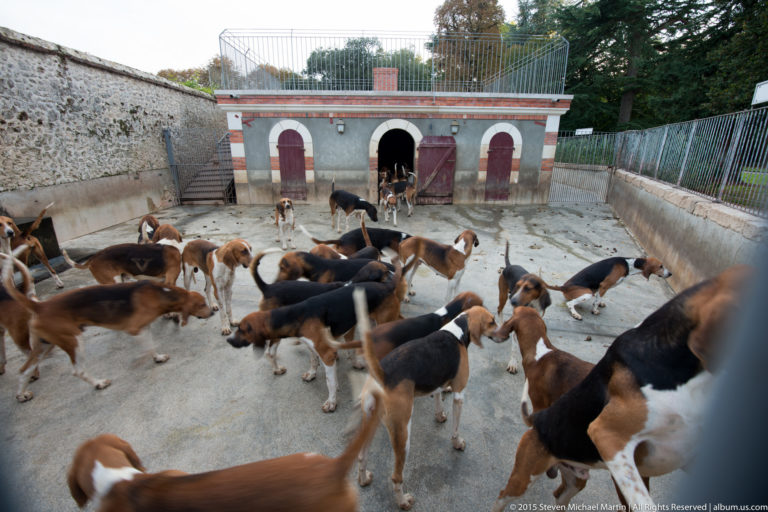 Large pack of tricolor hunting hounds moving through a concrete kennel yard in front of a red-and-white kennel building.