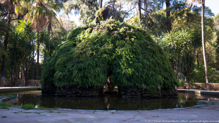 Large mound of trailing green foliage on a small island surrounded by a narrow pool beneath tall garden trees.