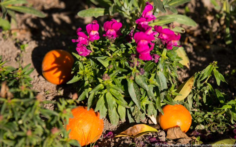 Magenta snapdragon flowers grow beside several ripe oranges resting on soil in a sunny garden bed.