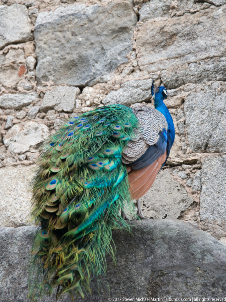 Male peacock standing on a stone wall with its folded green train draped over the edge.