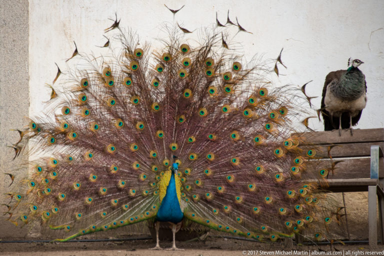 Male peacock displaying a full tail fan while a female peafowl stands on a raised ledge to the right.