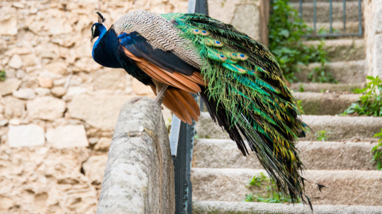 Side view of a male peacock perched on stone beside stairs, with folded green train and blue neck.