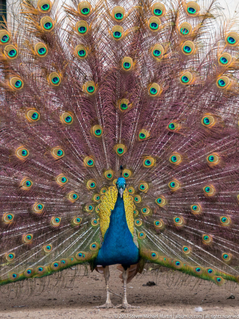 Front-facing male peacock with a fully spread fan of iridescent eyespotted tail feathers.
