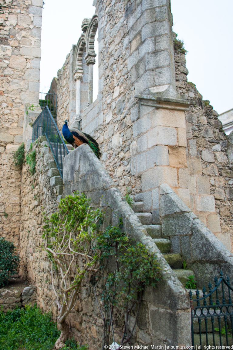 Male peacock perched on a stone wall beside stairs and weathered historic masonry in Évora.