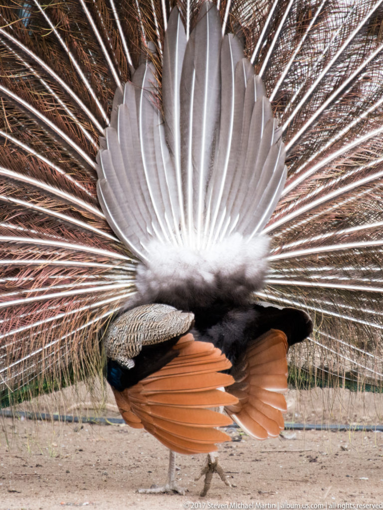 Rear view of a male peacock displaying its fully fanned tail, with pale feather undersides and rust-colored wings visible.