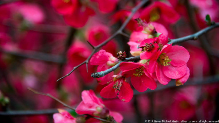 Close view of vivid pink blossoms and buds on dark branches against a softly blurred garden background.