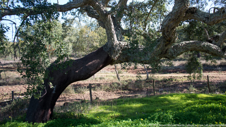 Leaning cork oak beside a fence, with green grass in front and dry pasture behind.