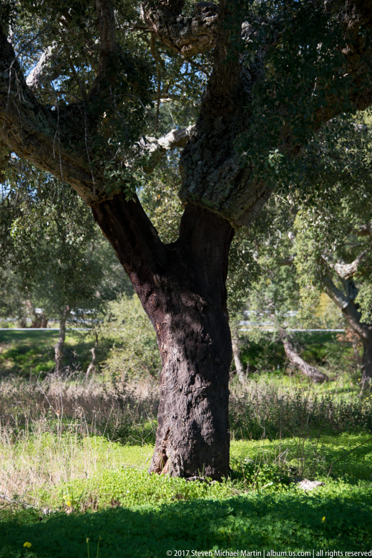 Dark-trunked cork oak with a spreading canopy standing among grass and scattered oaks in open woodland.