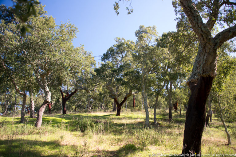 Sunlit cork oak woodland with scattered mature trees, grassy ground, and dark textured trunks near Evoramonte.