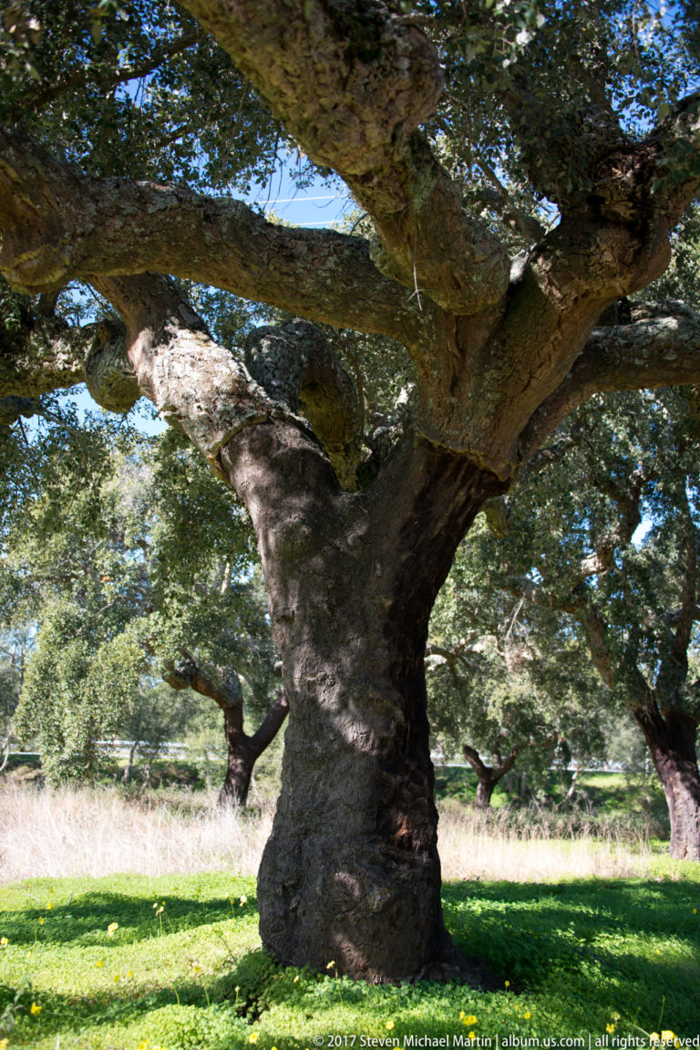 Massive mature cork oak with a thick fissured trunk and broad twisting branches over green grass.