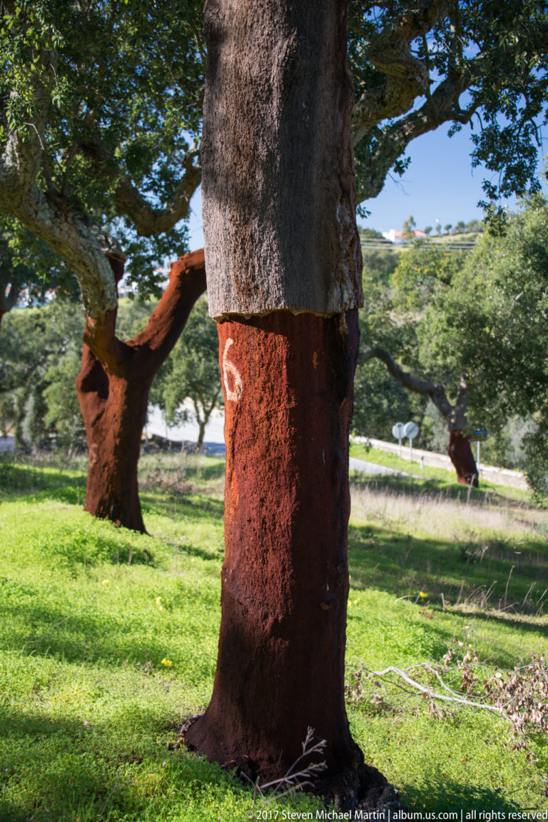 Cork oak trunk with reddish harvested lower bark and rough gray bark above, with other cork oaks behind.