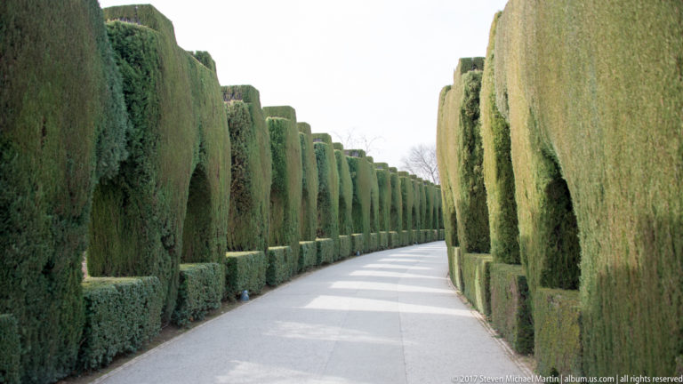 Curving pale path between tall tightly clipped cypress hedges forming a long green corridor.