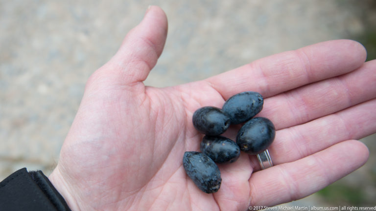 Open hand holding five dark blue-black olives against a softly blurred outdoor background.