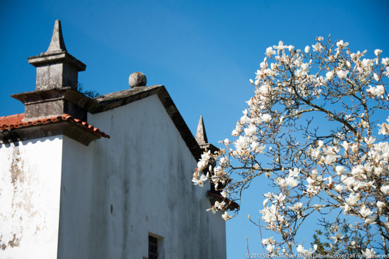 Whitewashed historic building with tiled roof and stone chimney beside a tree covered in large white blossoms under blue sky.