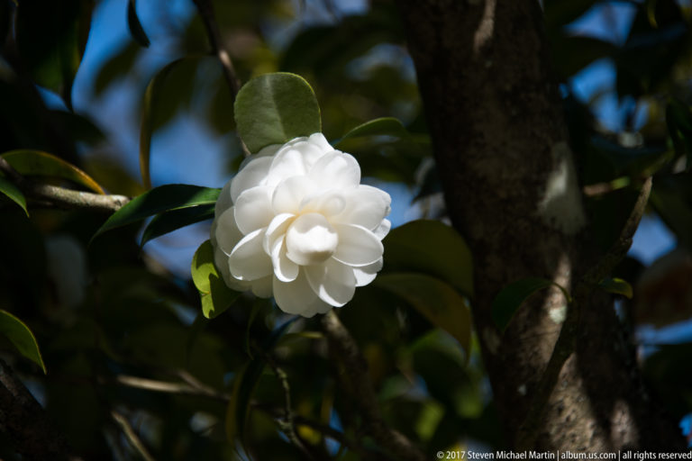 Single layered white camellia-like flower surrounded by glossy dark green leaves and shaded branches.