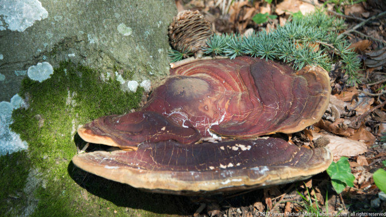 Large reddish-brown shelf fungus growing in overlapping brackets at the base of a mossy tree amid fallen leaves.