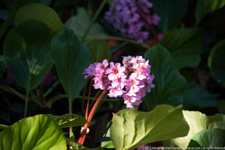 Close view of pink flower clusters on reddish stems above broad glossy green leaves in a shaded garden bed.