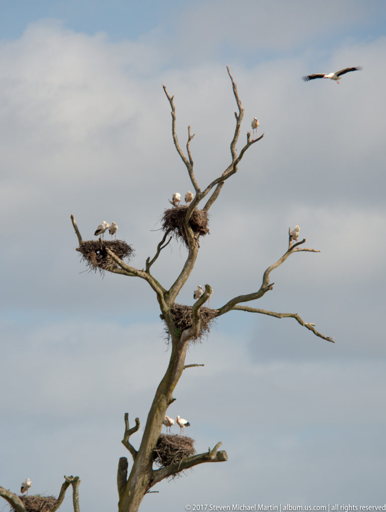 Several white storks and large stick nests occupy the bare branches of a dead tree, with one bird flying nearby.